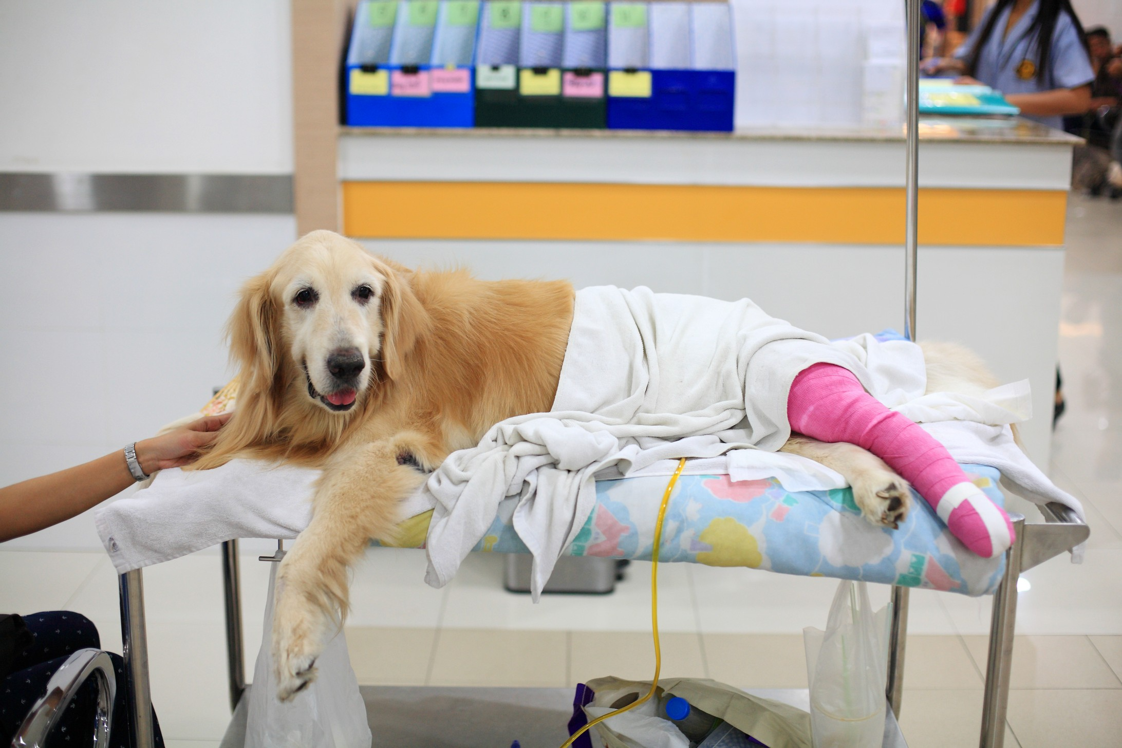 emergency dog hospital