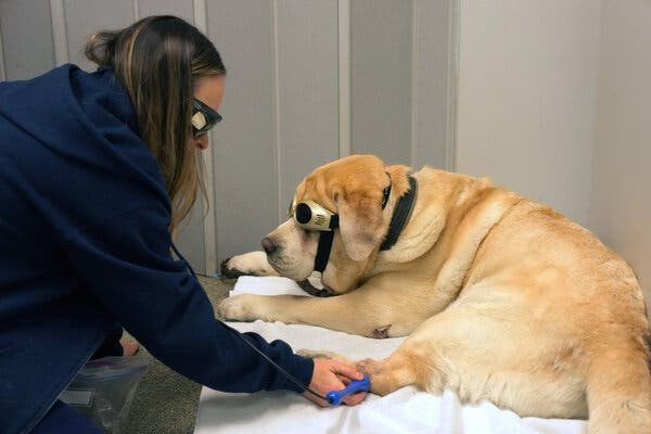 vet hospital near me